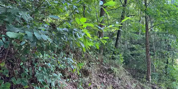 Lot 77 Fires Creek Cove Road