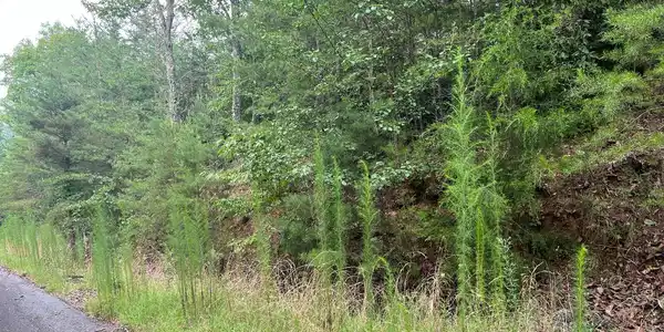 Lot 8 The Preserve At Beach Mountain