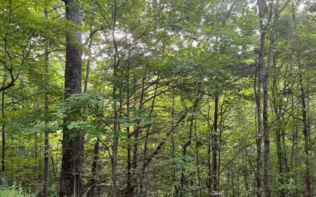 Lot 13 The Preserve At Beach Mountain