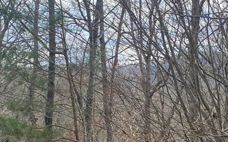 LT 47 Ralston Gap Road
