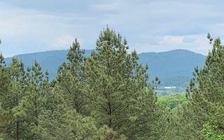 LT 21 Loftis Mountain Road