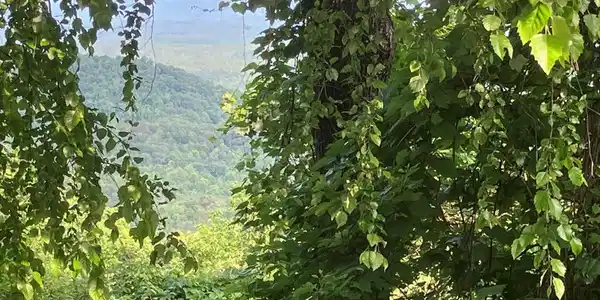 Lot 51 Buck Ridge Drive