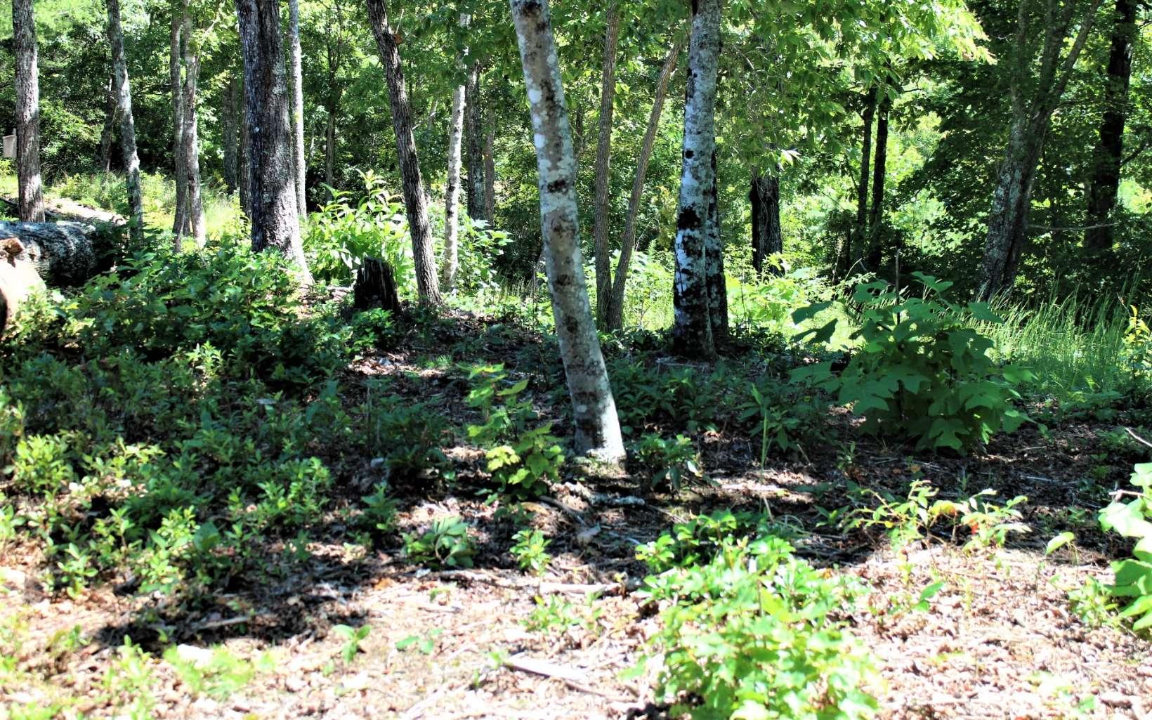 Image 4: Additional View