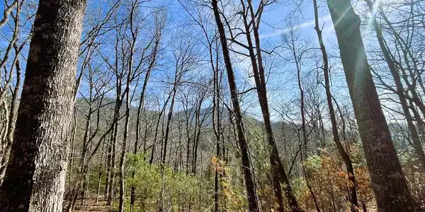 Nelson Ridge