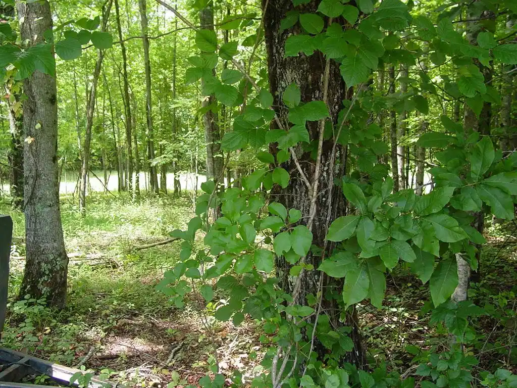 Image 1: Main View