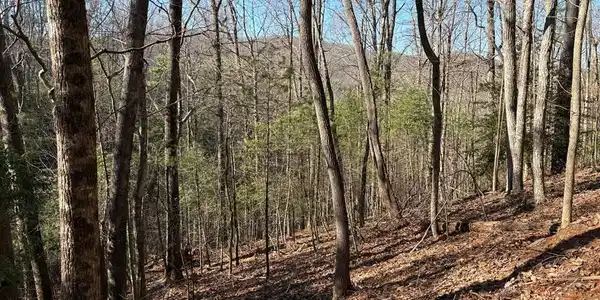 Lot 62 Gobblers Knob/Laurel