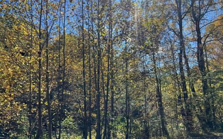 4AC Tusquittee Road
