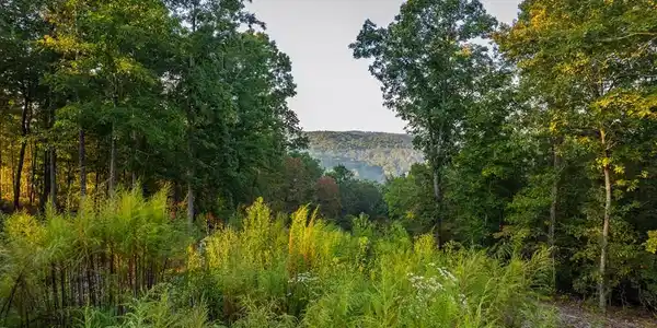 Lot 290 Anglers Ridge Road