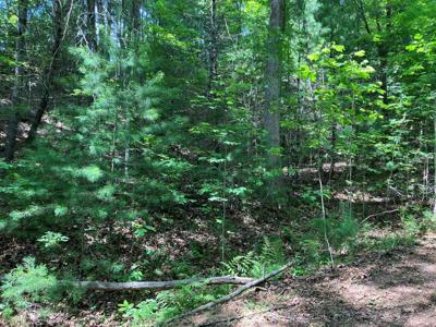 TBD View Ridge Trail
