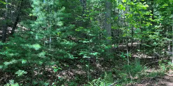 TBD View Ridge Trail