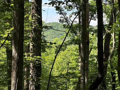 12.34 Ac Tranquility Cove Road