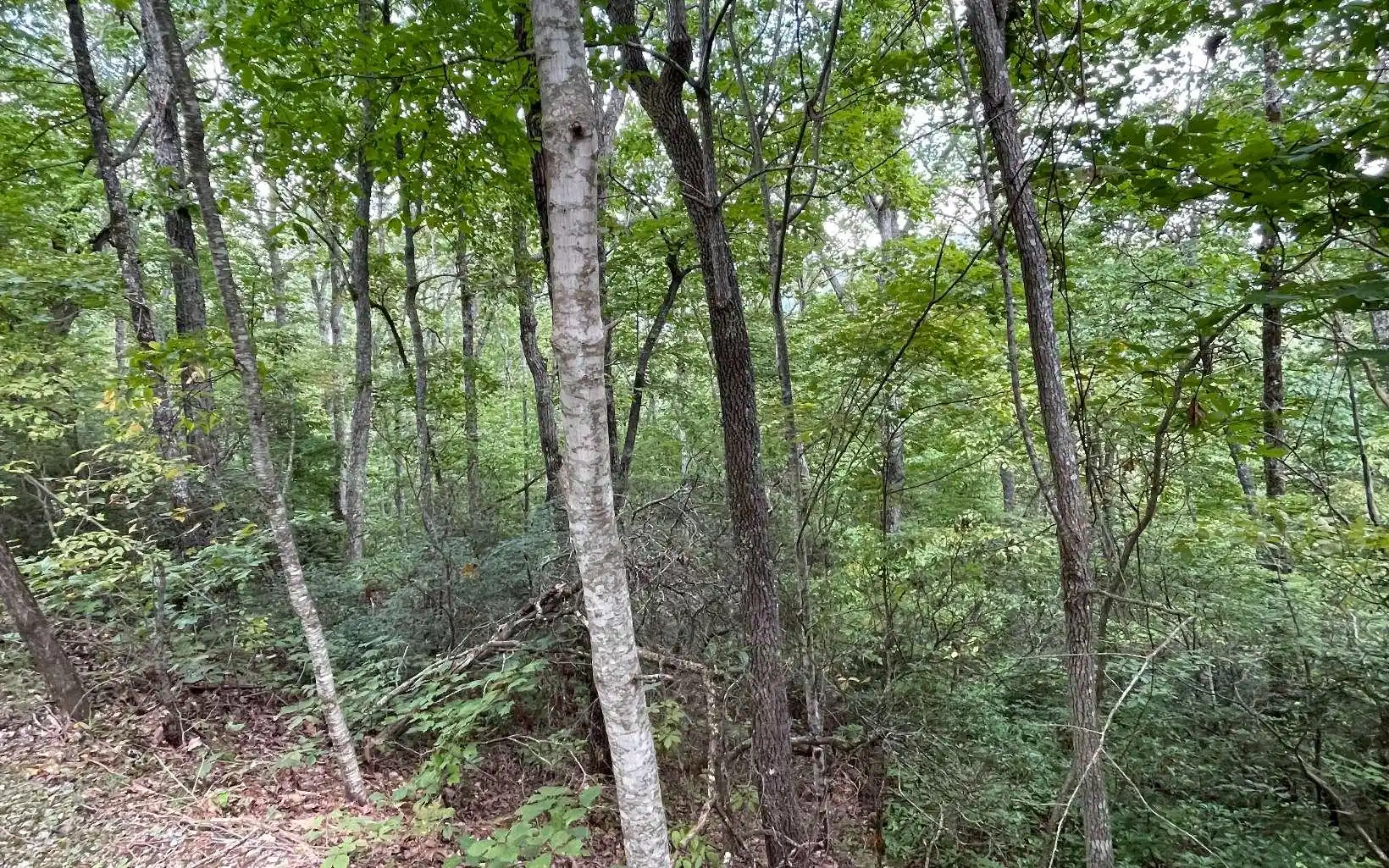 Image 1: Main View