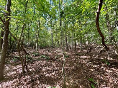 Yonah View Drive