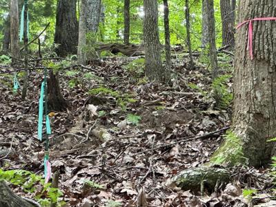 Lot 12 Picklesimer Mountain Road