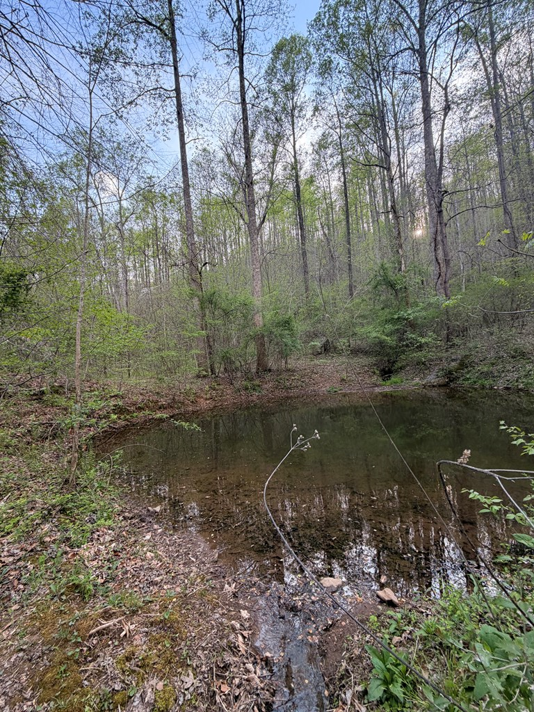 Image 4: Pond
