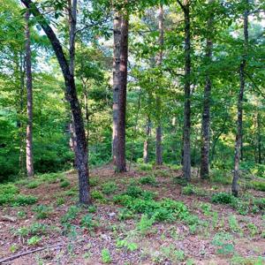 Lot 27 Solo View