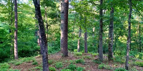 Lot 27 Solo View