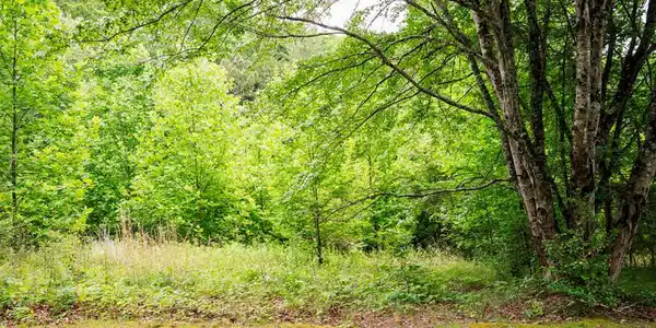Lot 29 Hidden Forest Lane