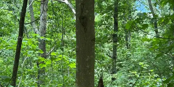 Ten Pointe Trail