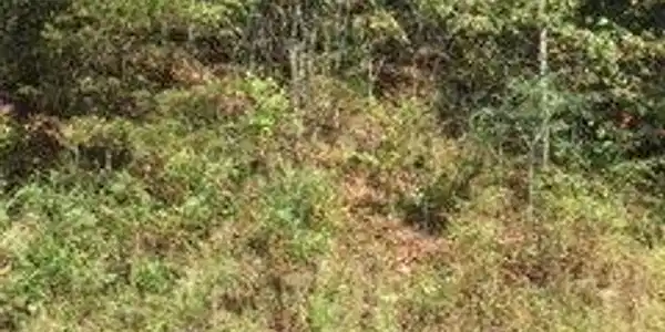 Image 2: Additional View