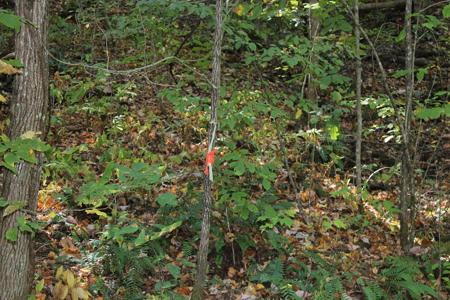 Lots 8,9 Shadow Woods Trail