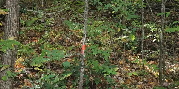 Lots 8,9 Shadow Woods Trail