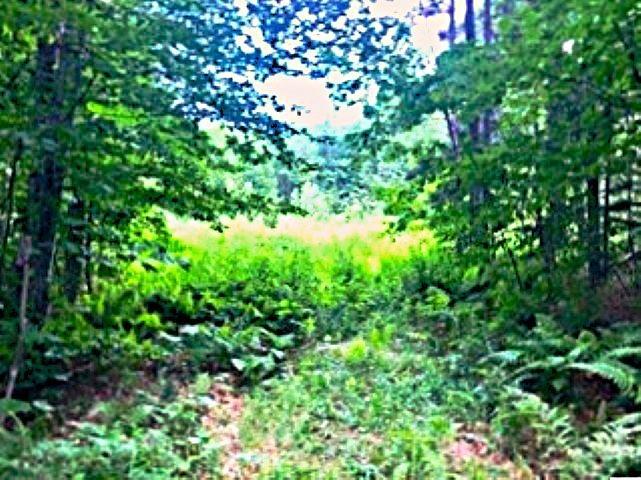 Image 3: Old Road Through The Property-National Forest Beyond Image 3: Old Road Through The Property-National Forest Beyond