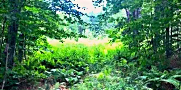 Image 3: Old Road Through The Property-National Forest Beyond