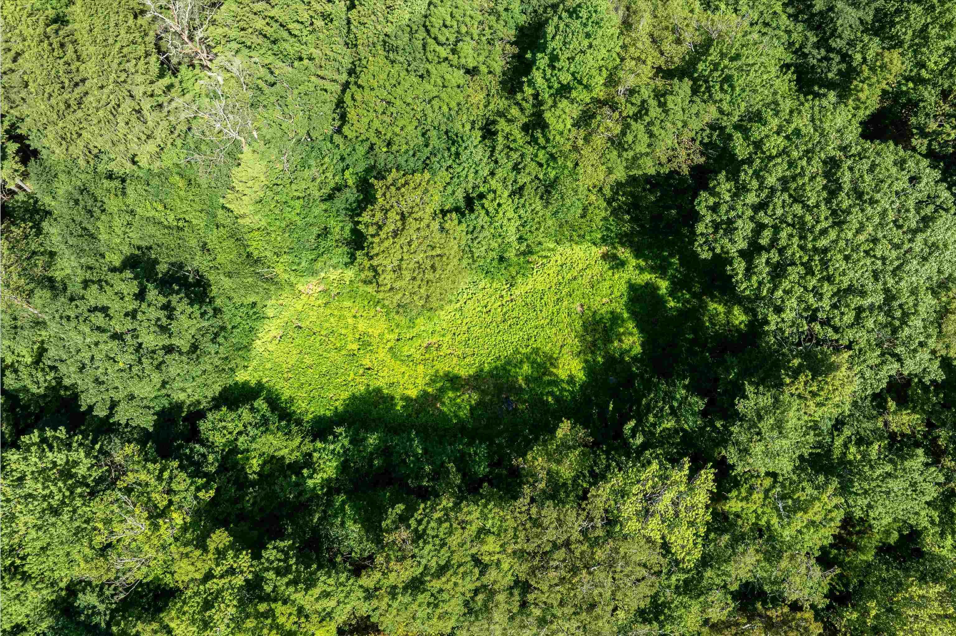 Image 4: Several acres were cleared for homesite Image 4: Several acres were cleared for homesite