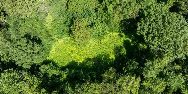 Image 4: Several acres were cleared for homesite