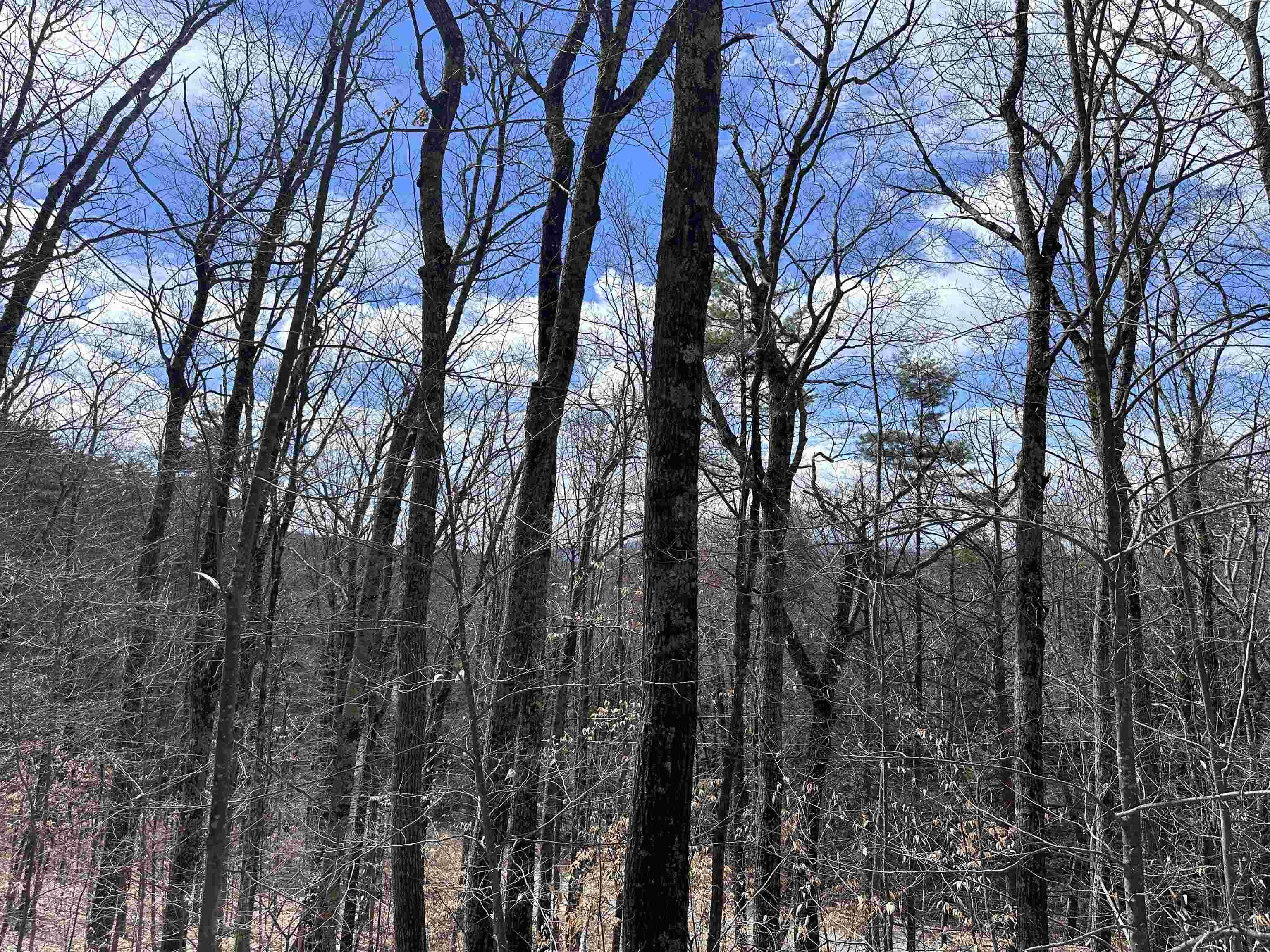 Image 4 Image 4