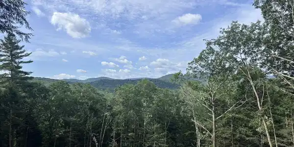 Image 3: View showing the edge of the clearing