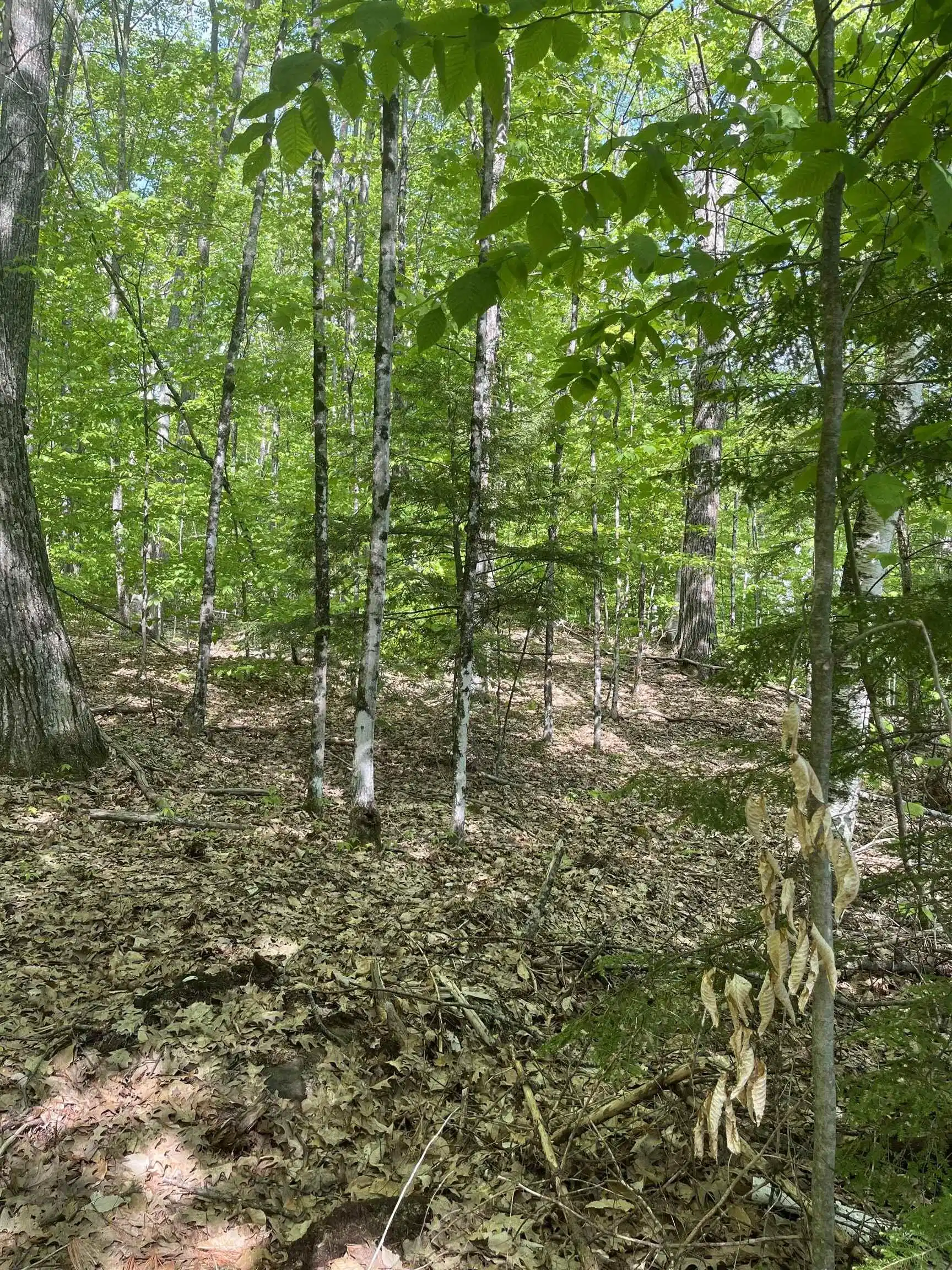 Image 1 Image 1