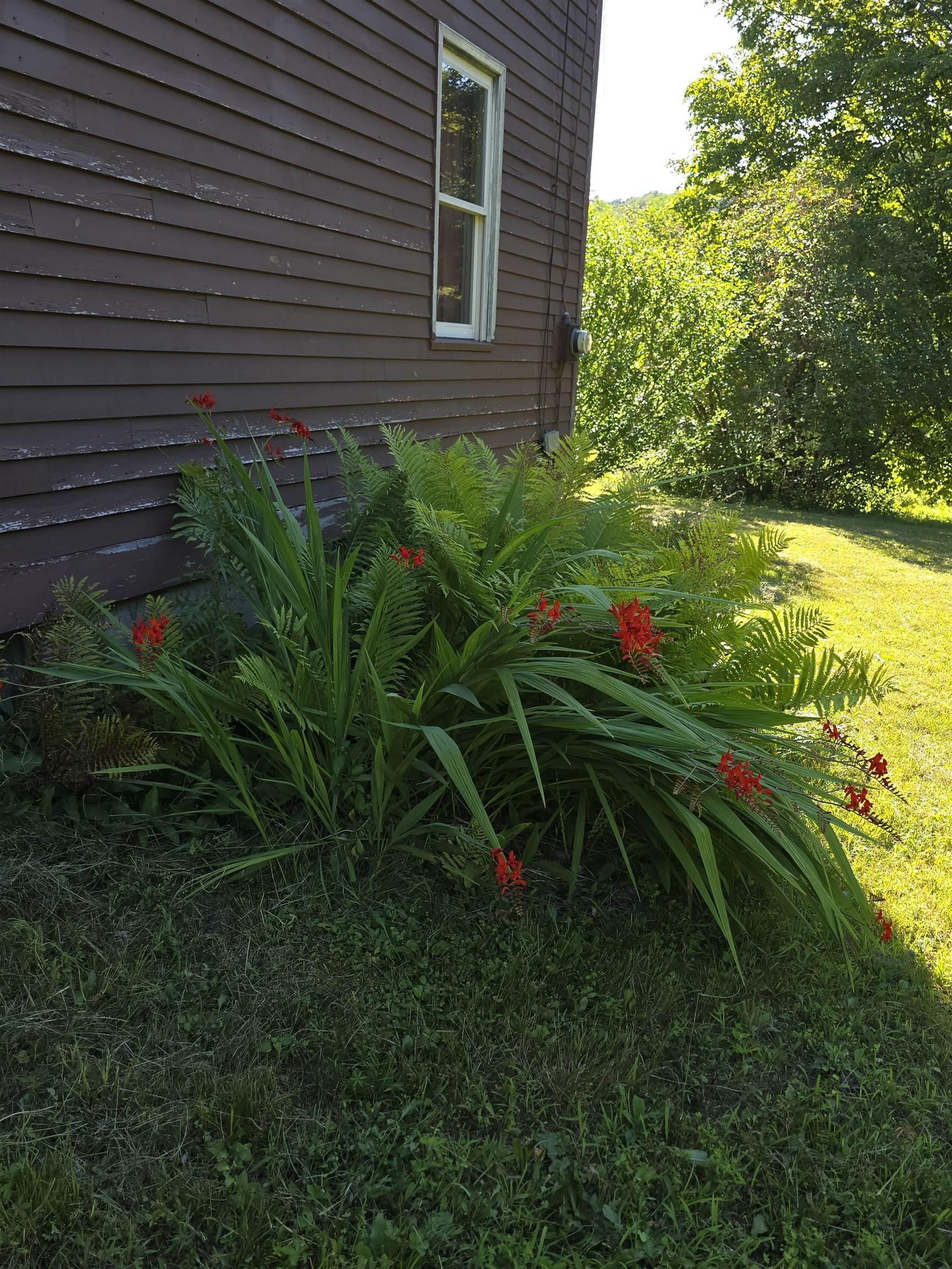 Image 2: perennial flowers, perennial flowers Image 2: perennial flowers, perennial flowers
