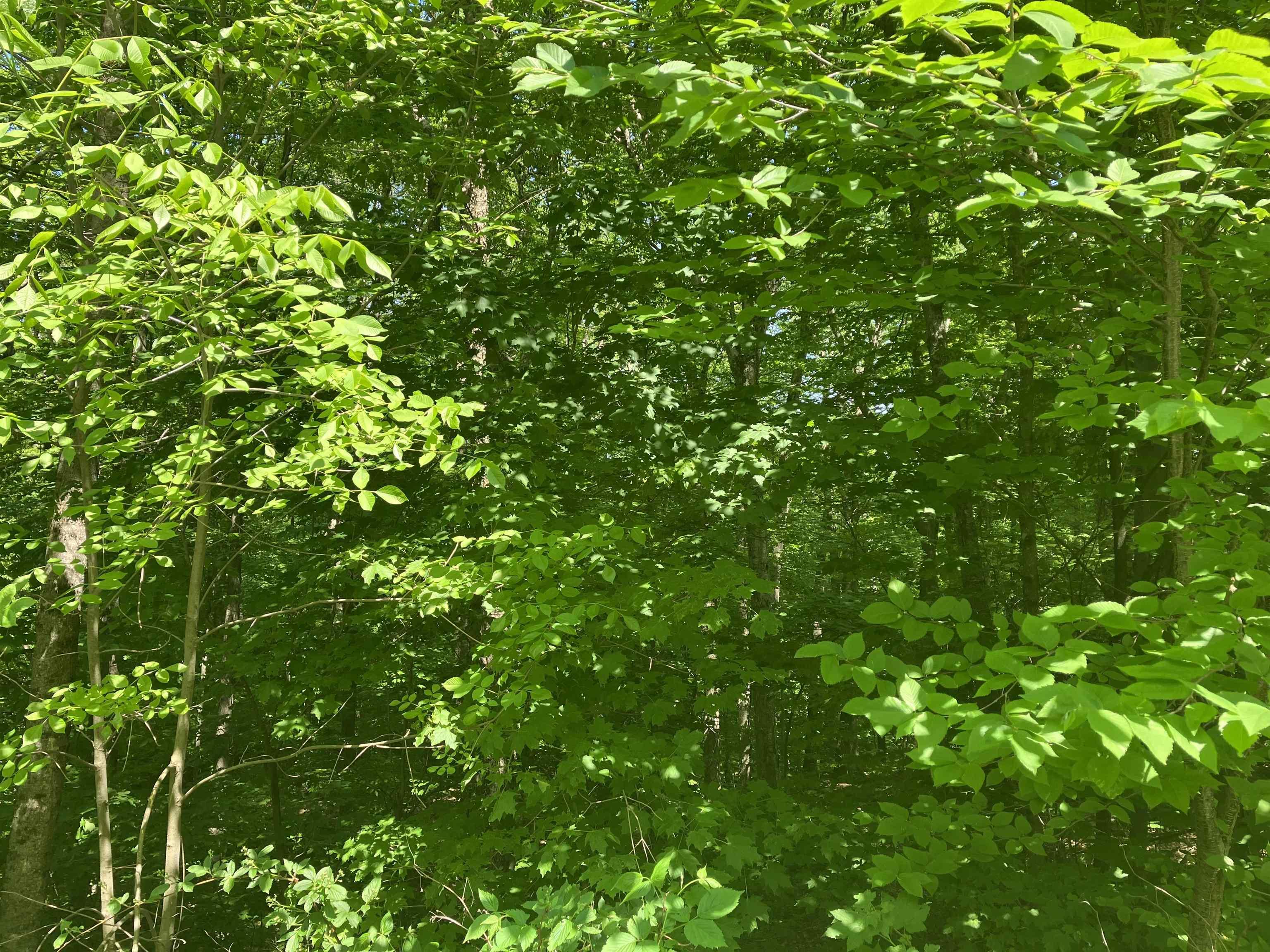 Image 1 Image 1