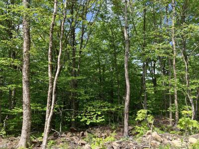 402 Fox Mt. Road
