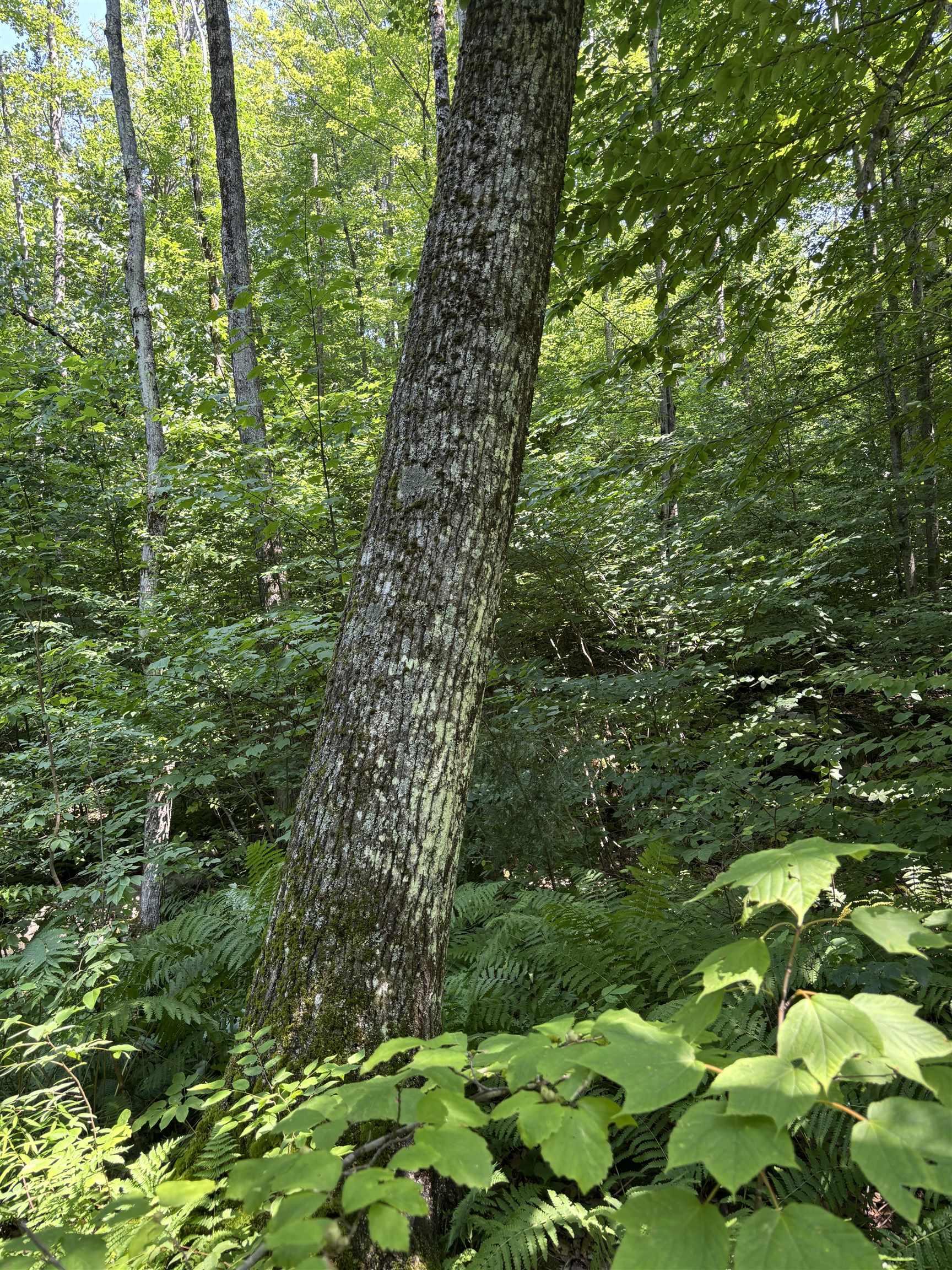 Image 4: Red Oak Mature Sawtimber Image 4: Red Oak Mature Sawtimber