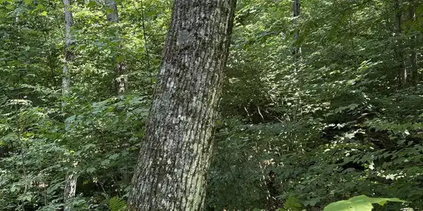 Image 4: Red Oak Mature Sawtimber