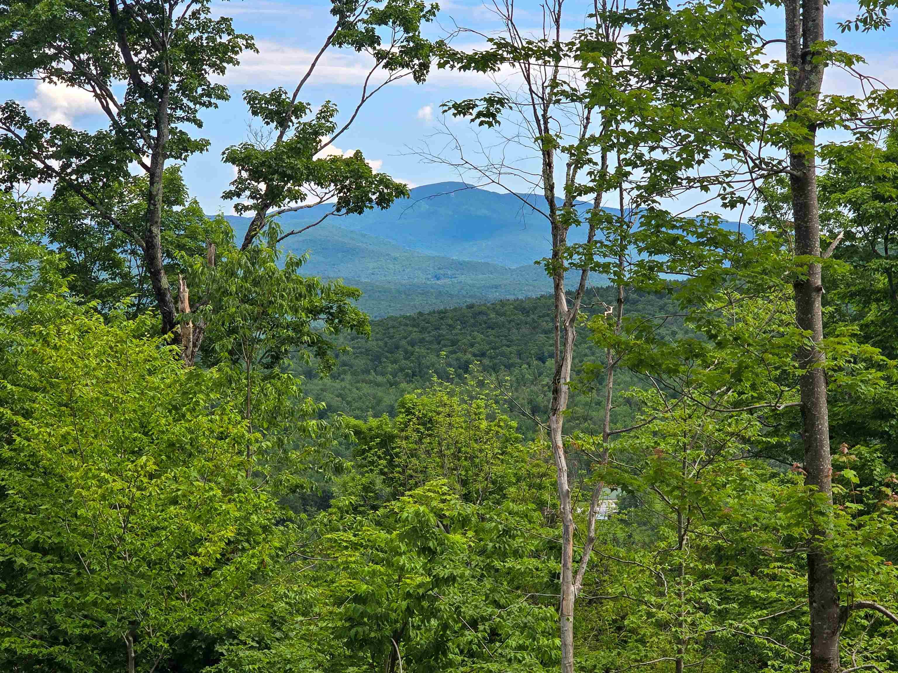 Image 3: Upper Clearing View Image 3: Upper Clearing View