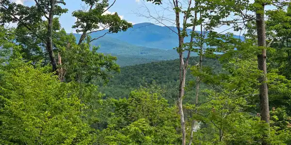 Image 3: Upper Clearing View