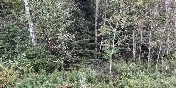 Image 4 Image 4