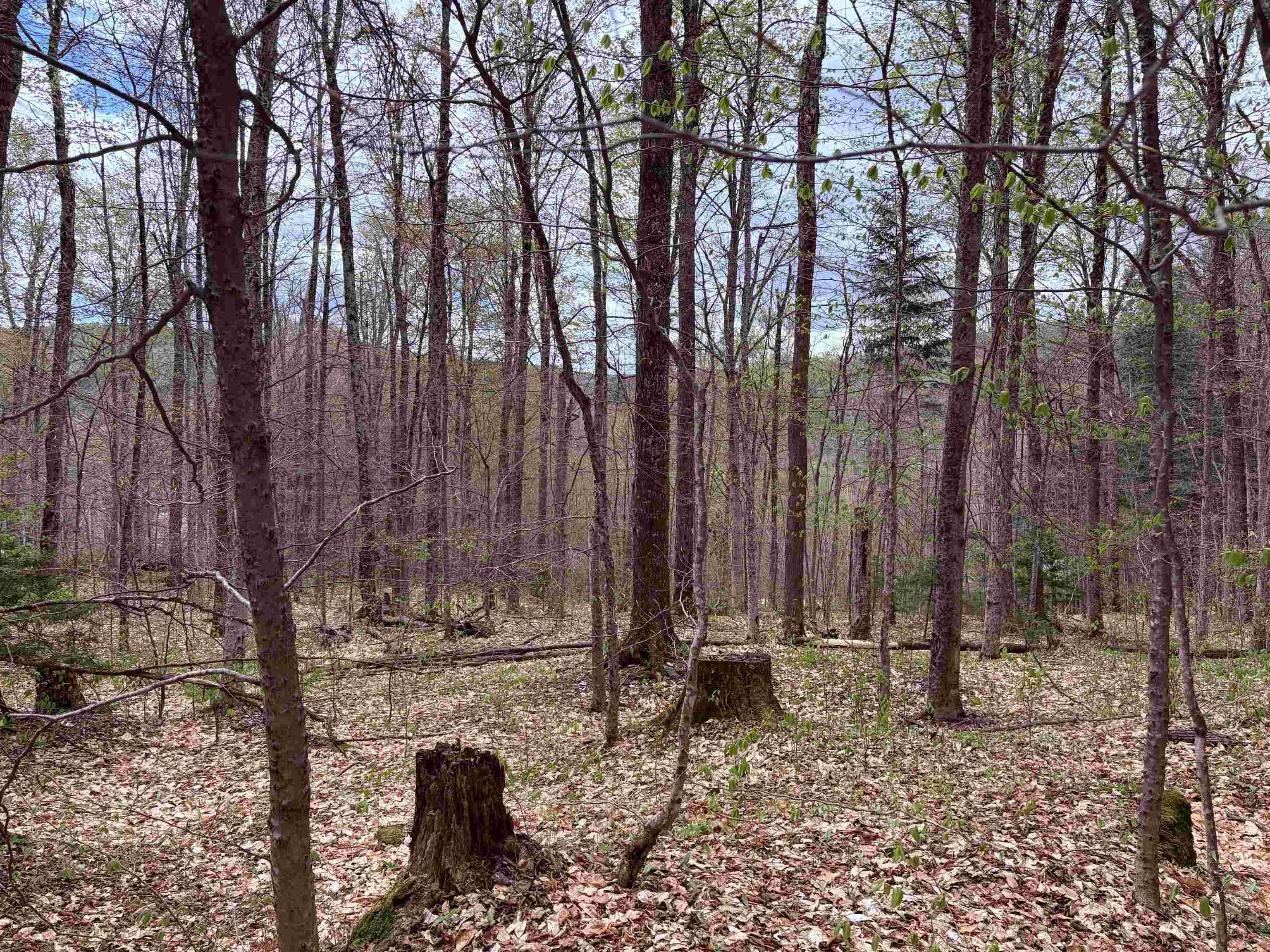 Image 4 Image 4