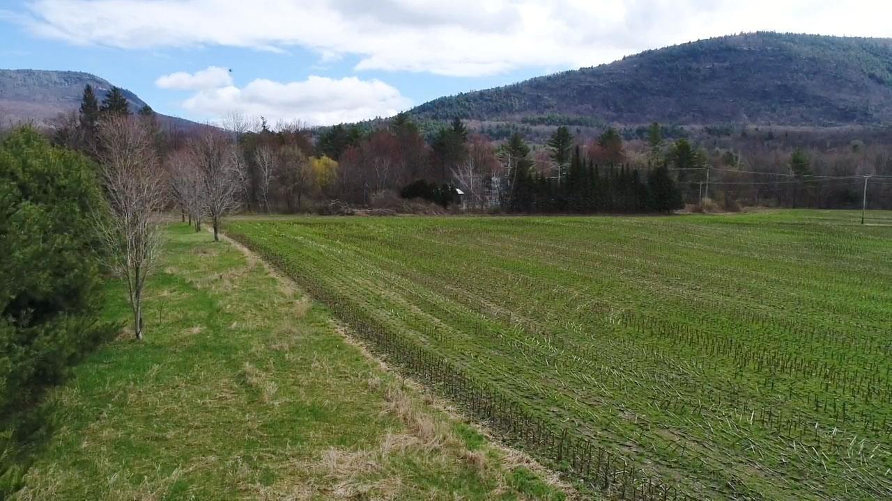 Image 1: Behind privacy hedge looking east Image 1: Behind privacy hedge looking east