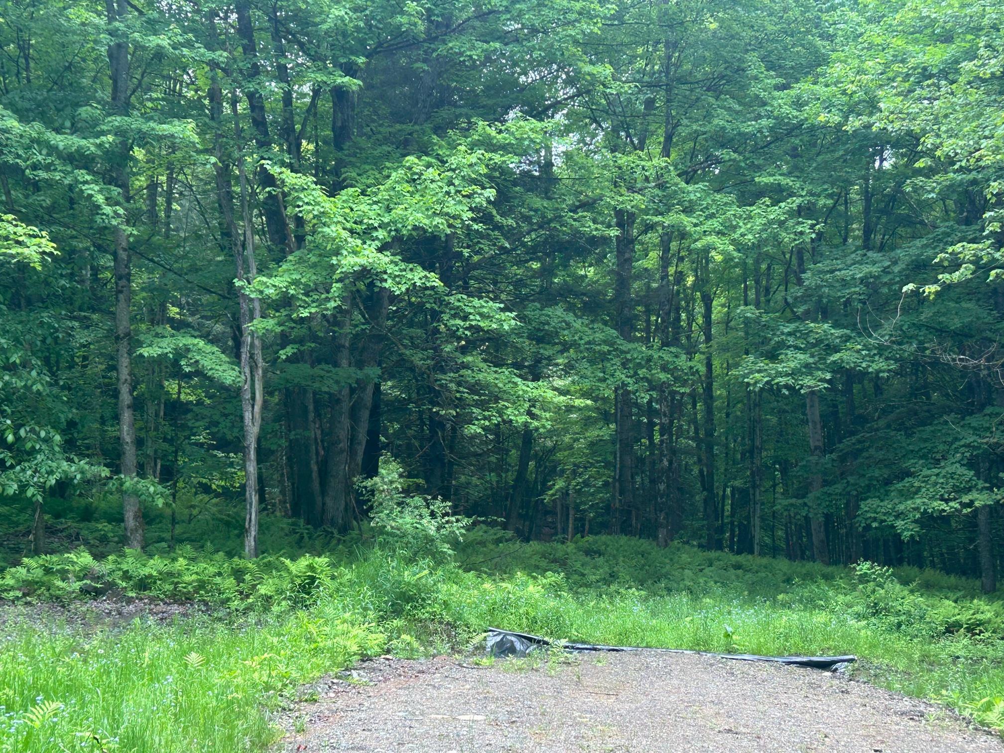 Image 1: Cleared area for home Image 1: Cleared area for home