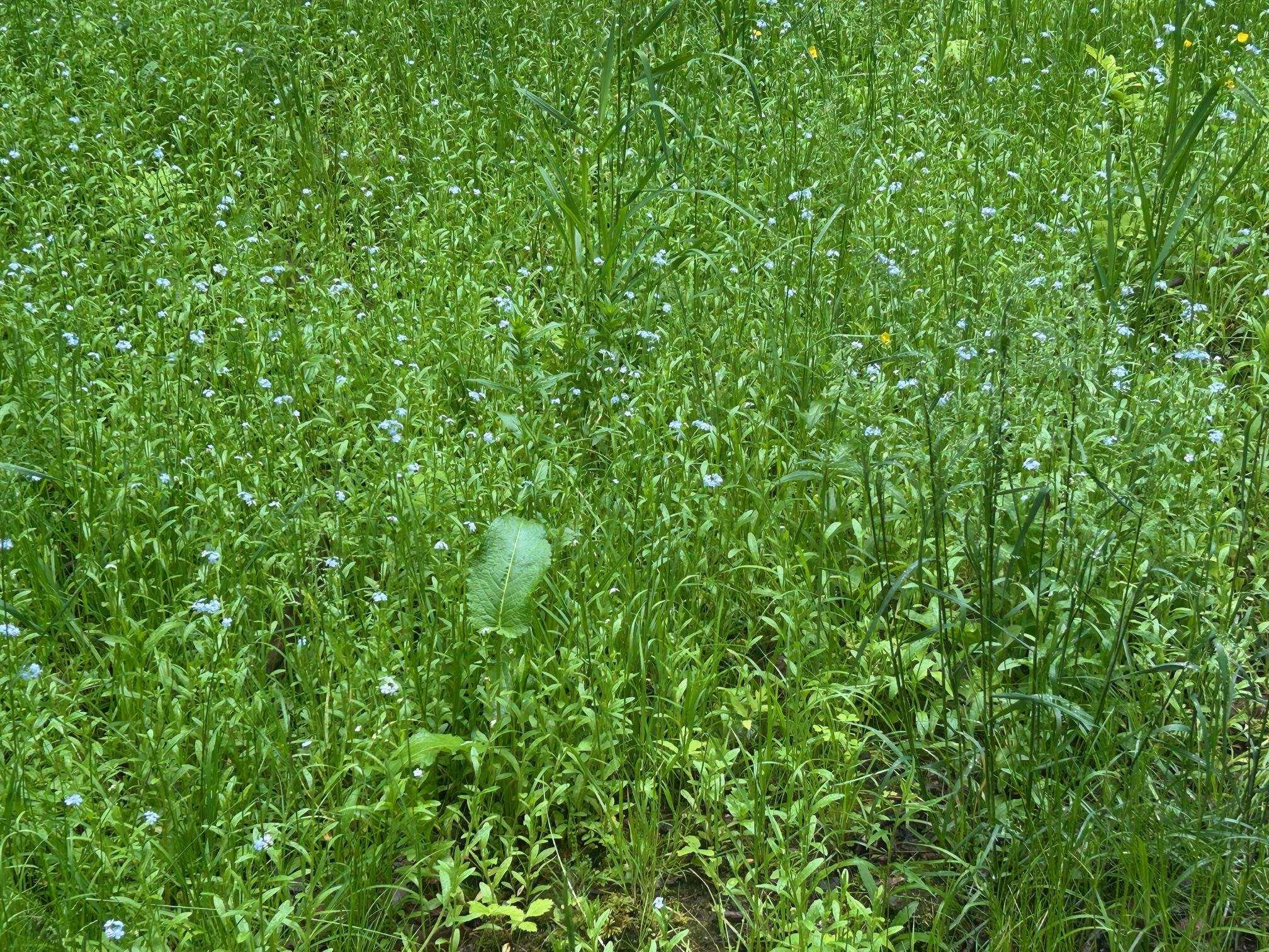 Image 3: Beautiful wild flowers Image 3: Beautiful wild flowers