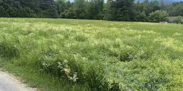 Image 4 Image 4