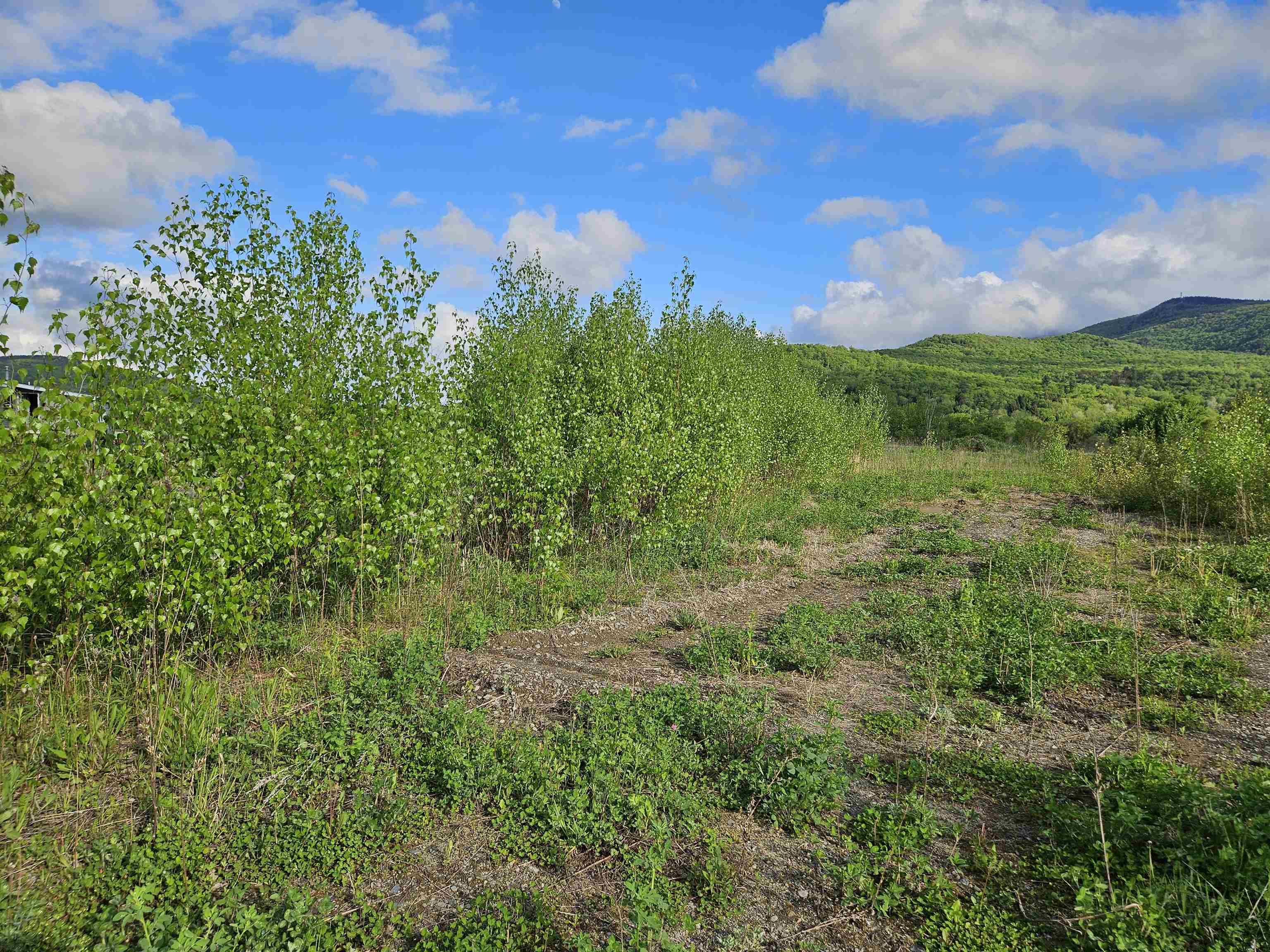 Image 3: Privacy trees already started Image 3: Privacy trees already started