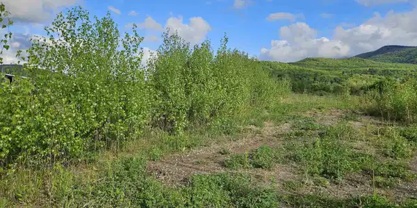 Image 3: Privacy trees already started