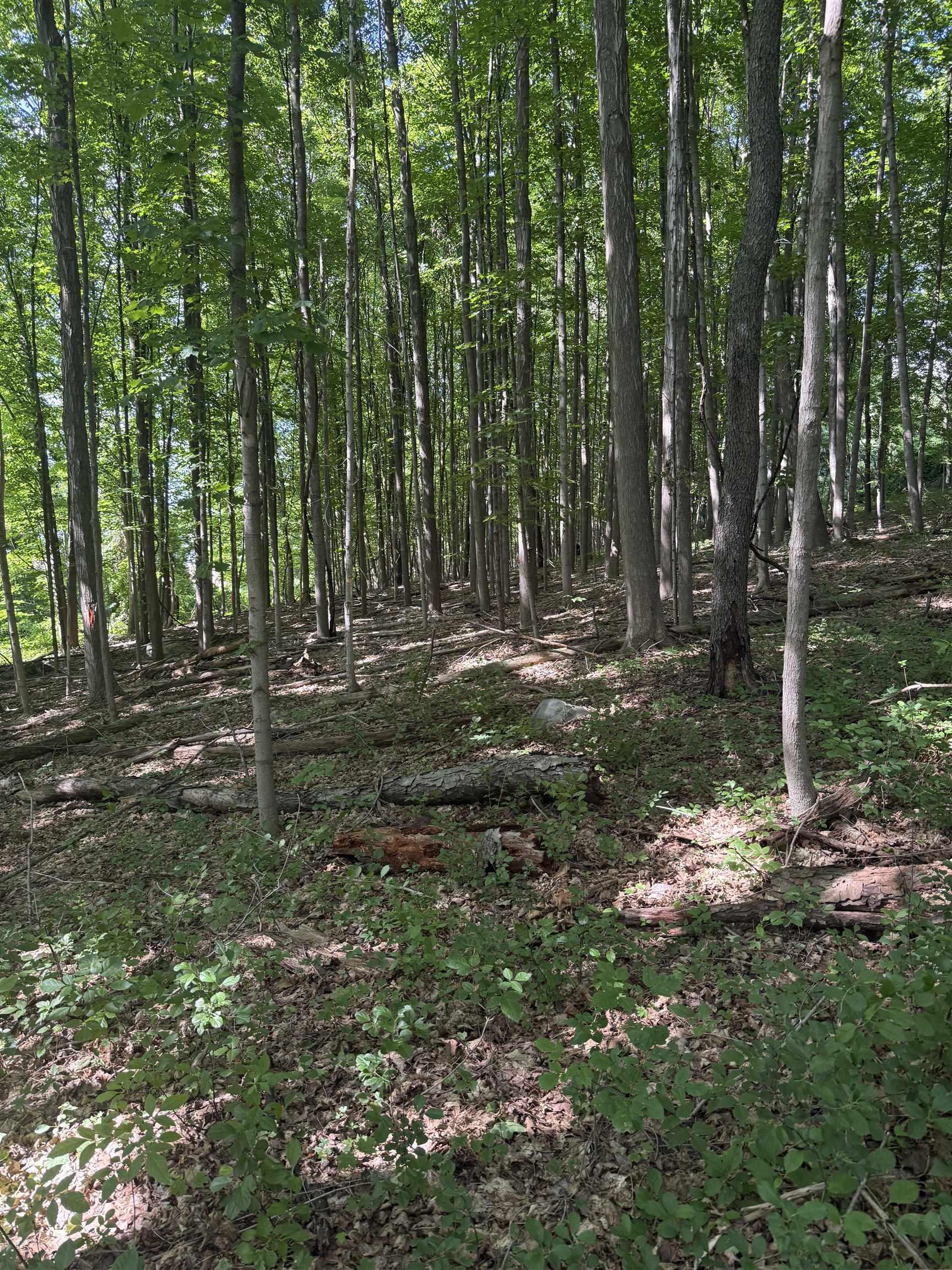 Image 4 Image 4