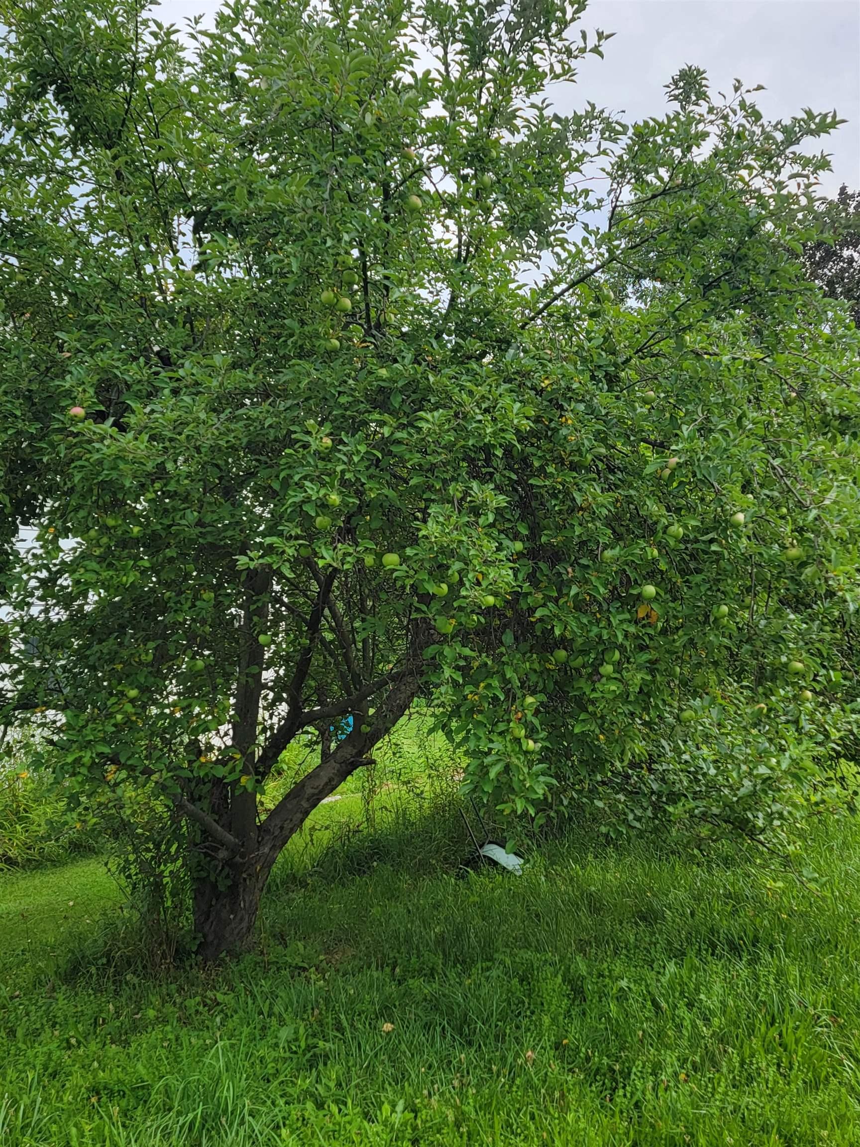 Image 4: Mature apple tree for your personal harvest Image 4: Mature apple tree for your personal harvest